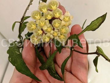 Хойя Mirabilis